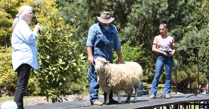 Sheep shearing at Ag Day