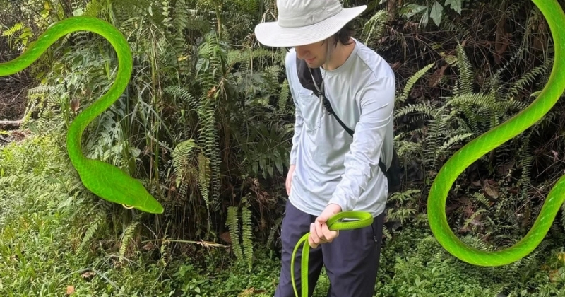Norman Bucciero, a University of Delaware junior and vice president of the Delaware Herpetology Club, holds an oriental whipsnake he discovered during a UD study abroad program in Borneo. 