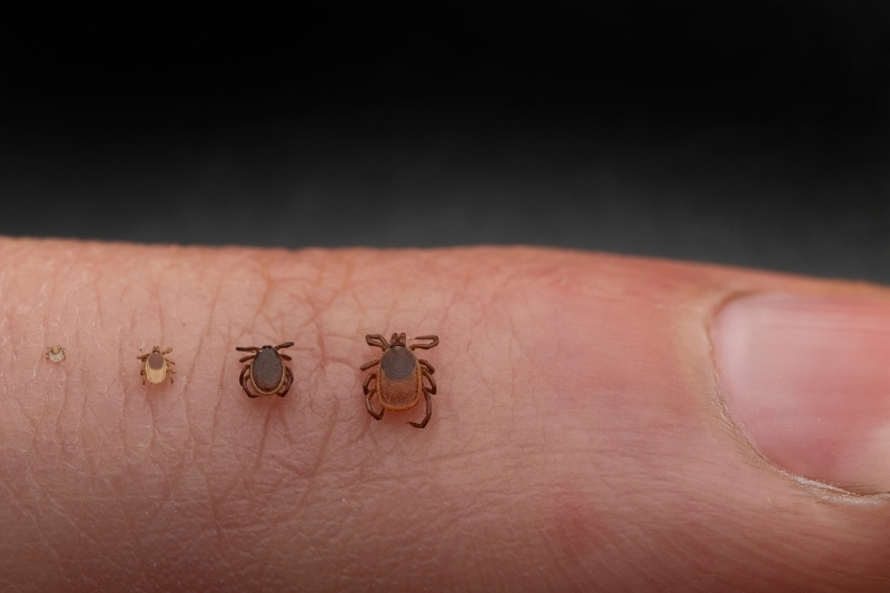 Blacklegged ticks on human finger