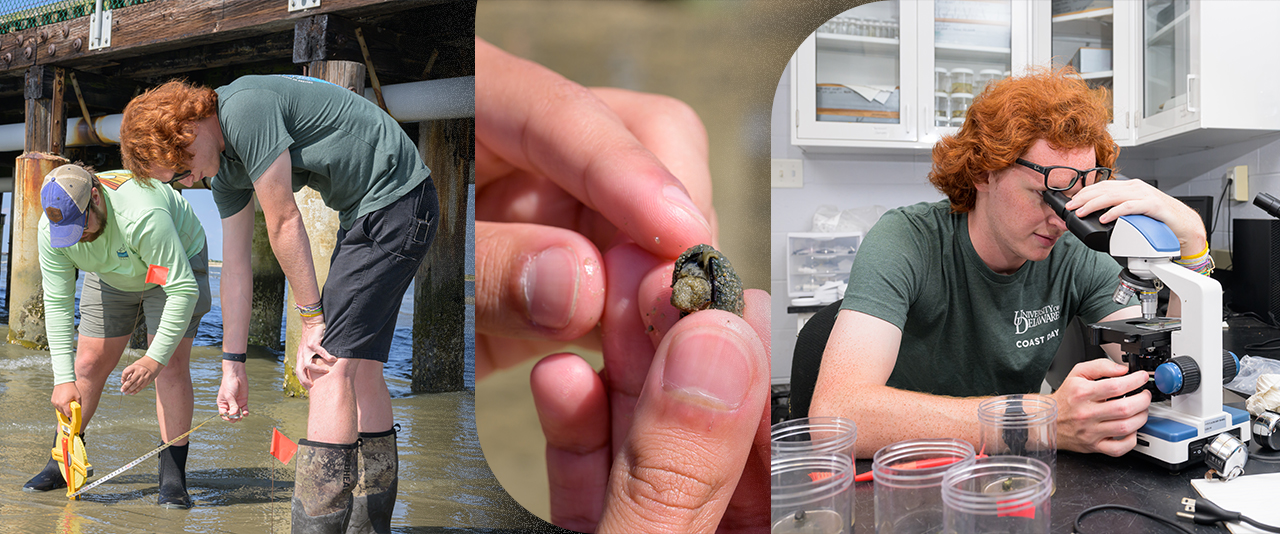 University of Delaware senior Seth Buchanan, a marine science major, conducted a mud snail census as part of his summer undergraduate research experience on the Lewes Campus.