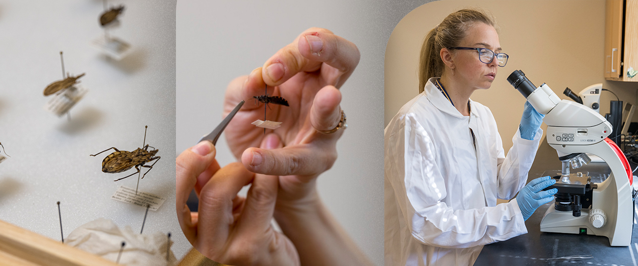 Kissing bugs can carry a parasite that causes Chagas disease, a disease that can lead to serious heart problems.