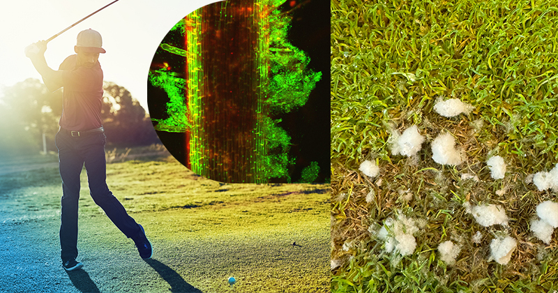 Turfgrass found on golf courses, athletic fields and lawns is susceptible to a fungal pathogen known as dollar spot disease, which is characterized by the appearance of circular spots of dead turf about the size of a silver dollar. University of Delaware researchers are decoding how UD1022, a UD-developed beneficial bacteria, helps protect turfgrasses from this fungal foe, which is a costly problem to control.