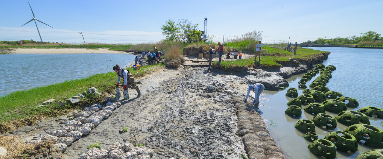 Researchers have installed a living shoreline at UD’s Lewes campus to help protect critical infrastructure while also providing ecosystem benefits to the area.
