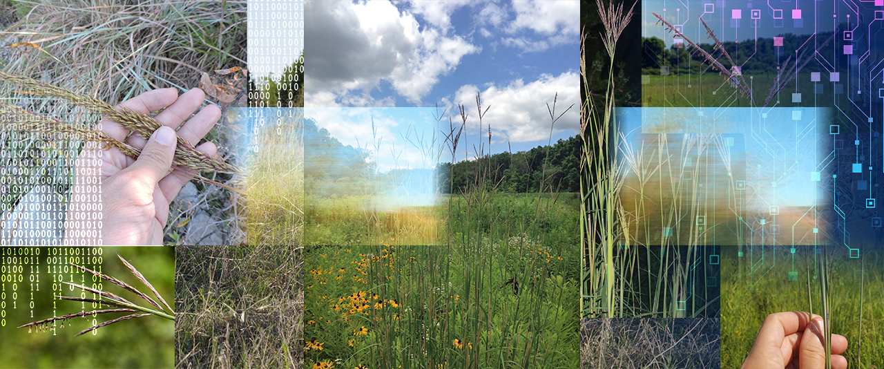 UD’s Yin Bao and his lab built an AI tool called FLORIST that analyzed nearly 44,000 photos of four North American prairie warm-season perennial grasses: switchgrass, big bluestem, Indiangrass, and little bluestem. The AI showed that the more north all four grasses grew, the earlier they flowered.