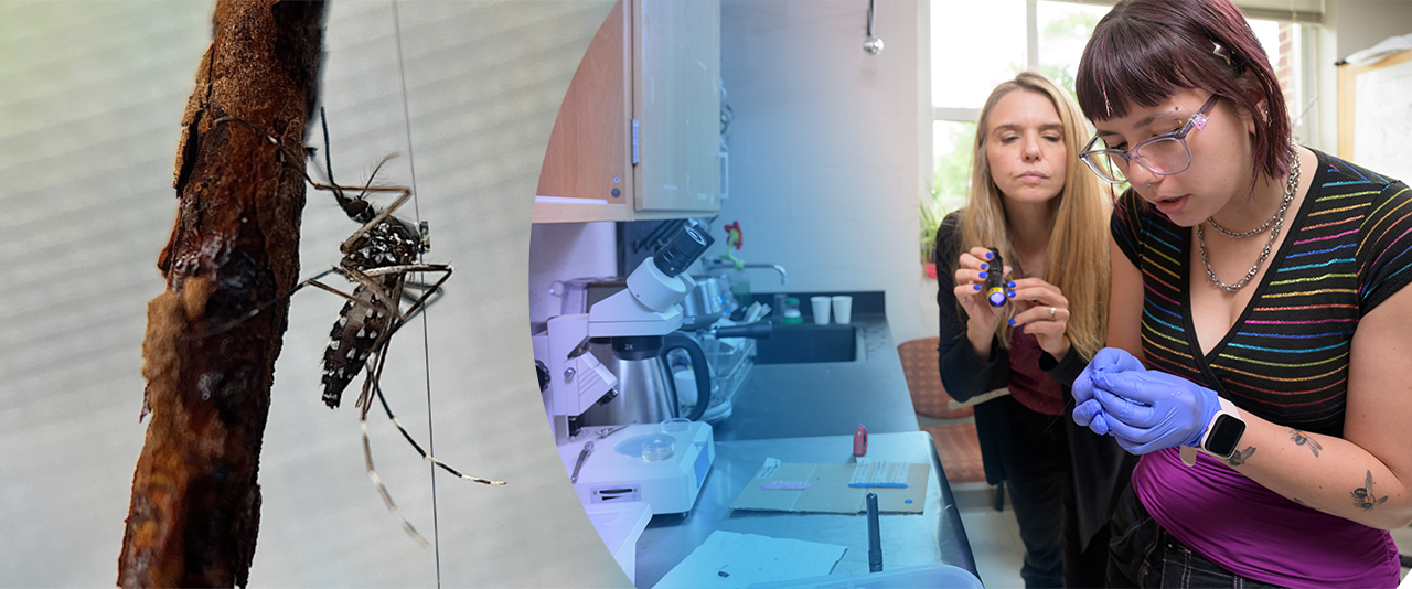 UD assistant professor and medical entomologist Jennifer K. Peterson (left, pictured with graduate student Hanna Cortes) teamed up with the U.S. Department of Agriculture’s Agricultural Research Service on a new study detailing the use of tiny lightweight devices called harmonic radar tags, which harness a radio frequency to track insect movement.