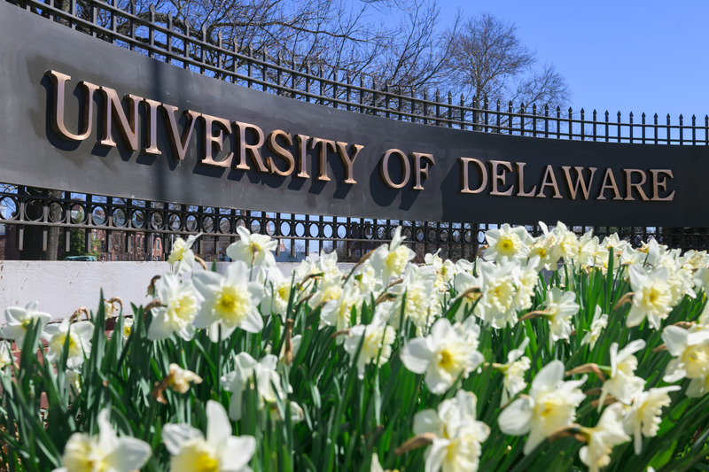 close up of daffodils in front of a University of Delaware campus sign
