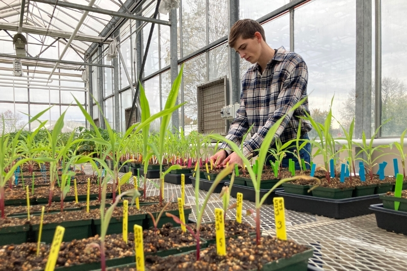 Plant science major Joseph Romano works in the UD Fischer Greenhouse.