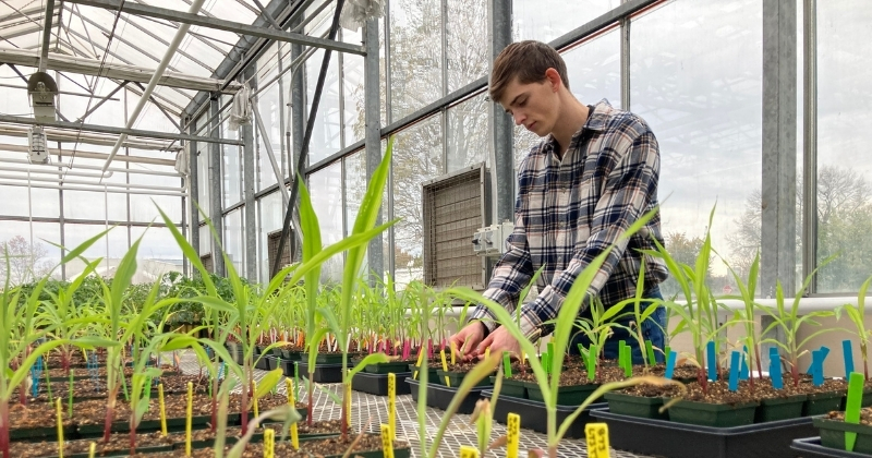 Joseph Romano, an honors plant science major, works with maize plants infected with the fungus-like pathogen Pythium to better understand the cause of root rot in corn. 