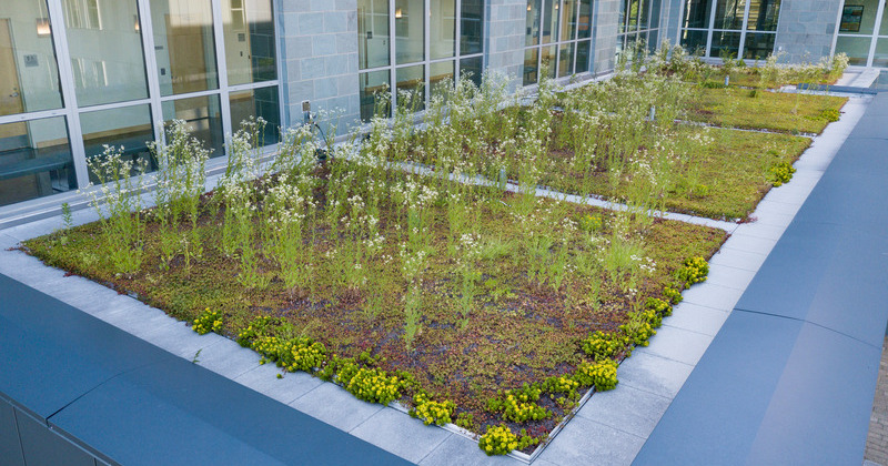 ​The Patrick T. Harker Interdisciplinary Science and Engineering (ISE) Laboratory hosts environmentally conscious qualities, including a green roof containing non-invasive, native and non-native species that can survive without irrigation in extreme wet and dry conditions.