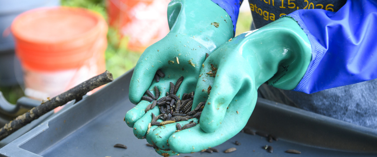 University of Delaware researchers use black soldier fly larvae to keep food scraps out of landfills