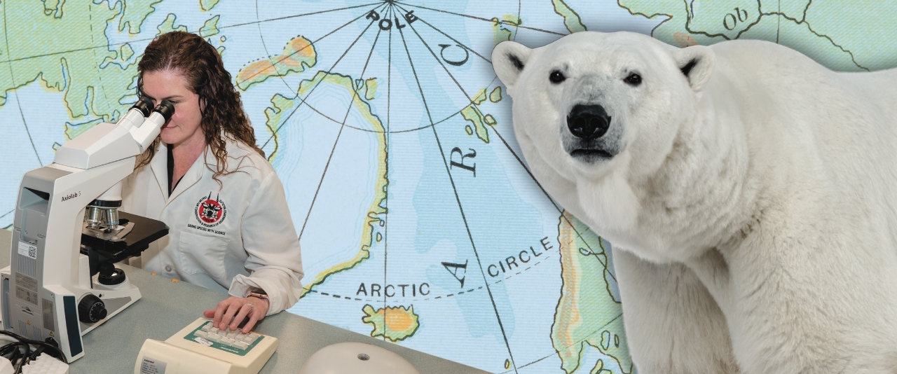 A collage of a researcher looking into a microscope, a polar bear and a map of the Arctic Circle.