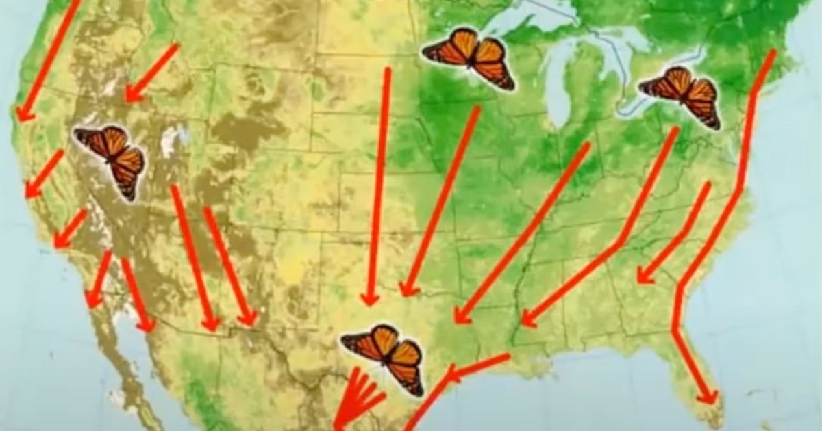 A map of monarch migration in the usa