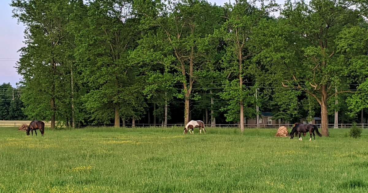 Photo of horses in pasture