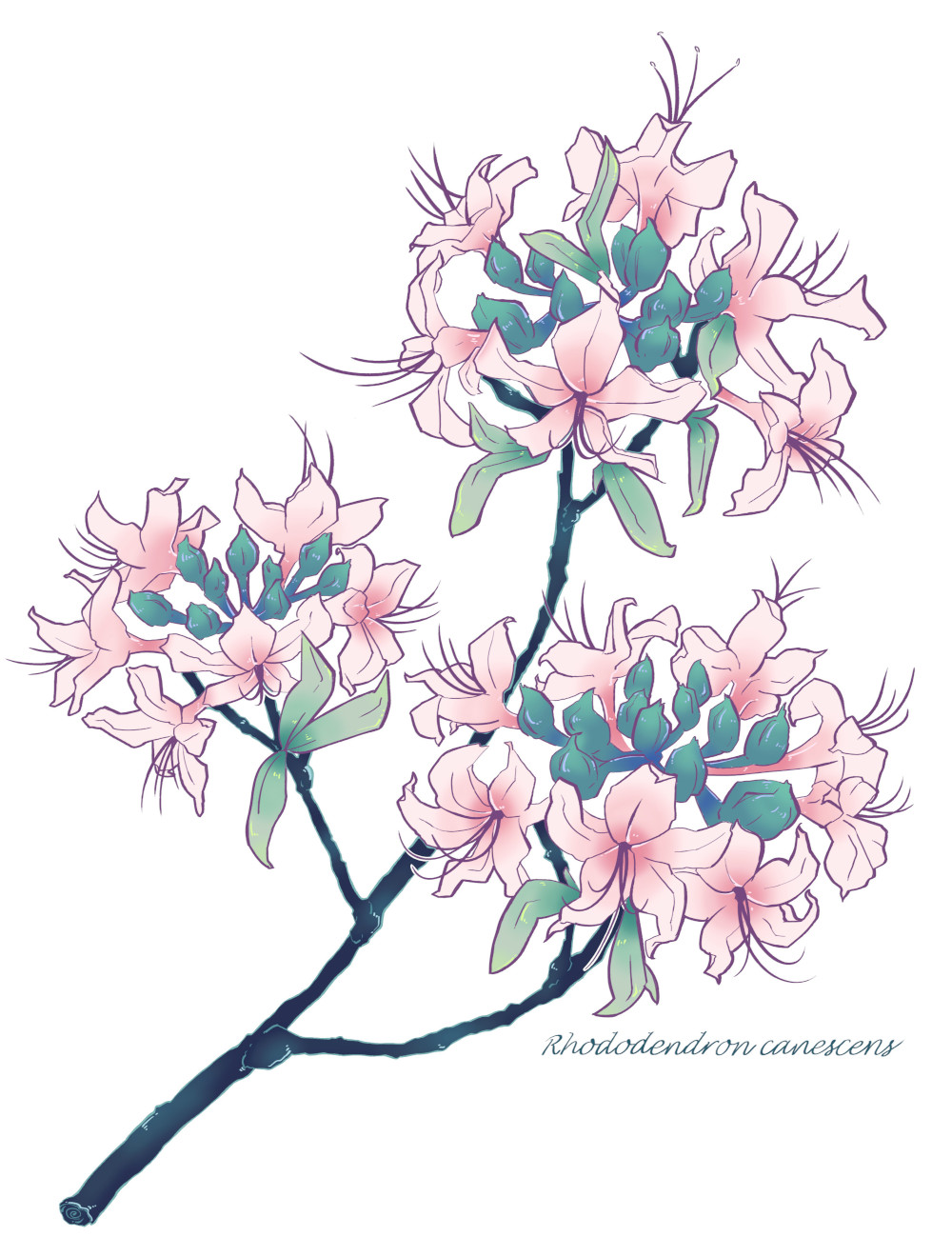 Guests shopping the UD Botanic Gardens Annual Benefit Plant Sale