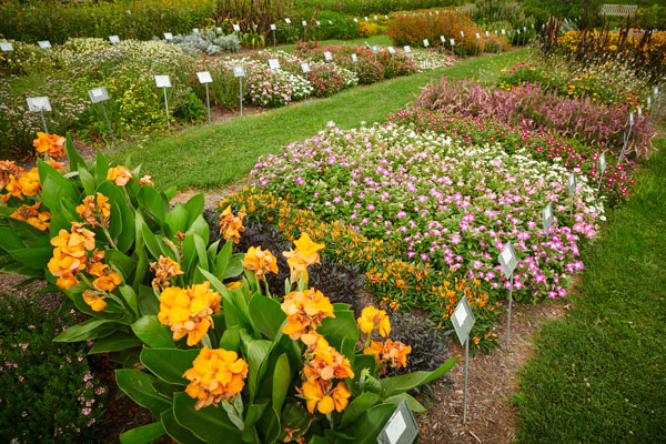 A trial plot of flowers bright in bloom.