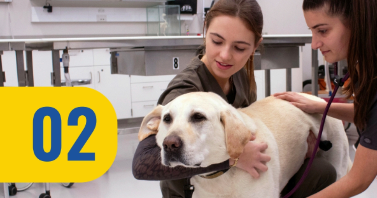 Two pre-vet majors working with a dog.