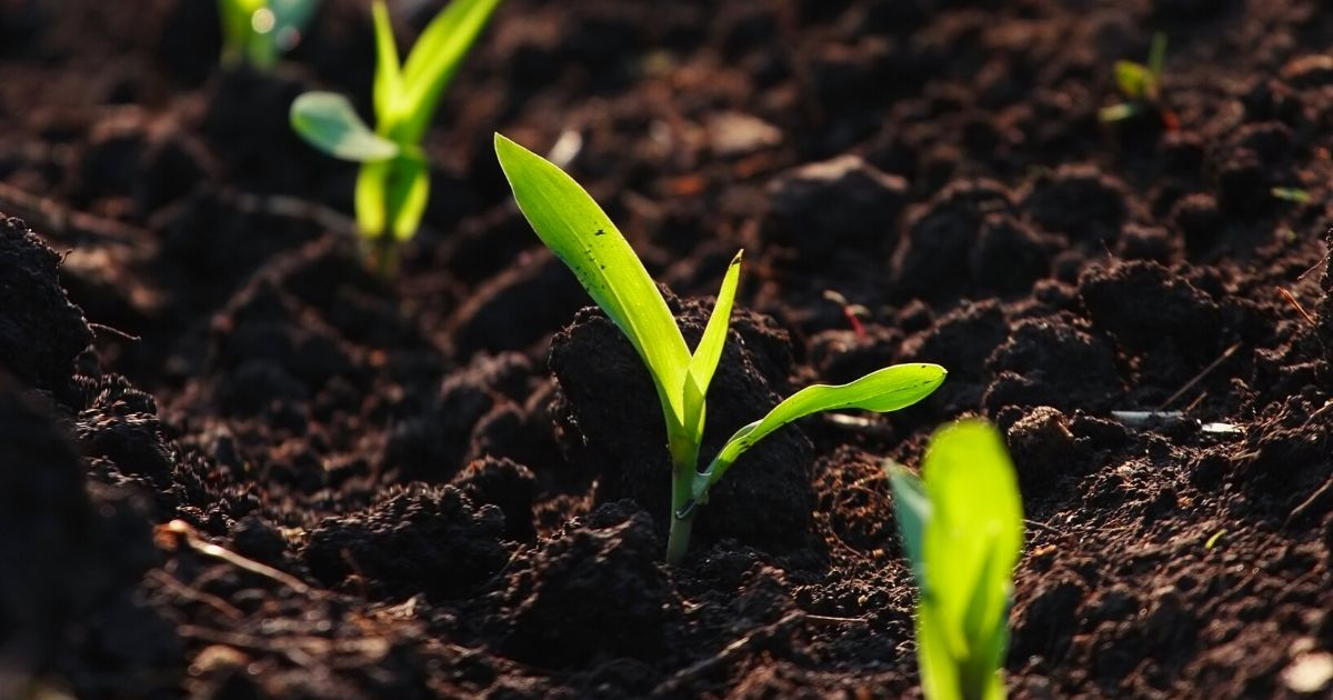 Corn growing from dark soil