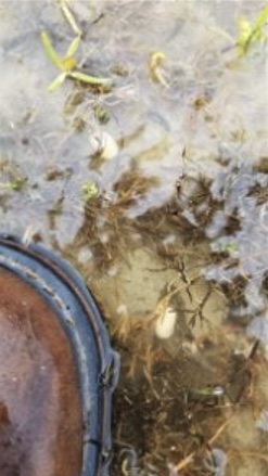 Soybeans submerged in water