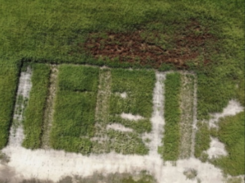 Crop plots with good growth except on the bottom edge