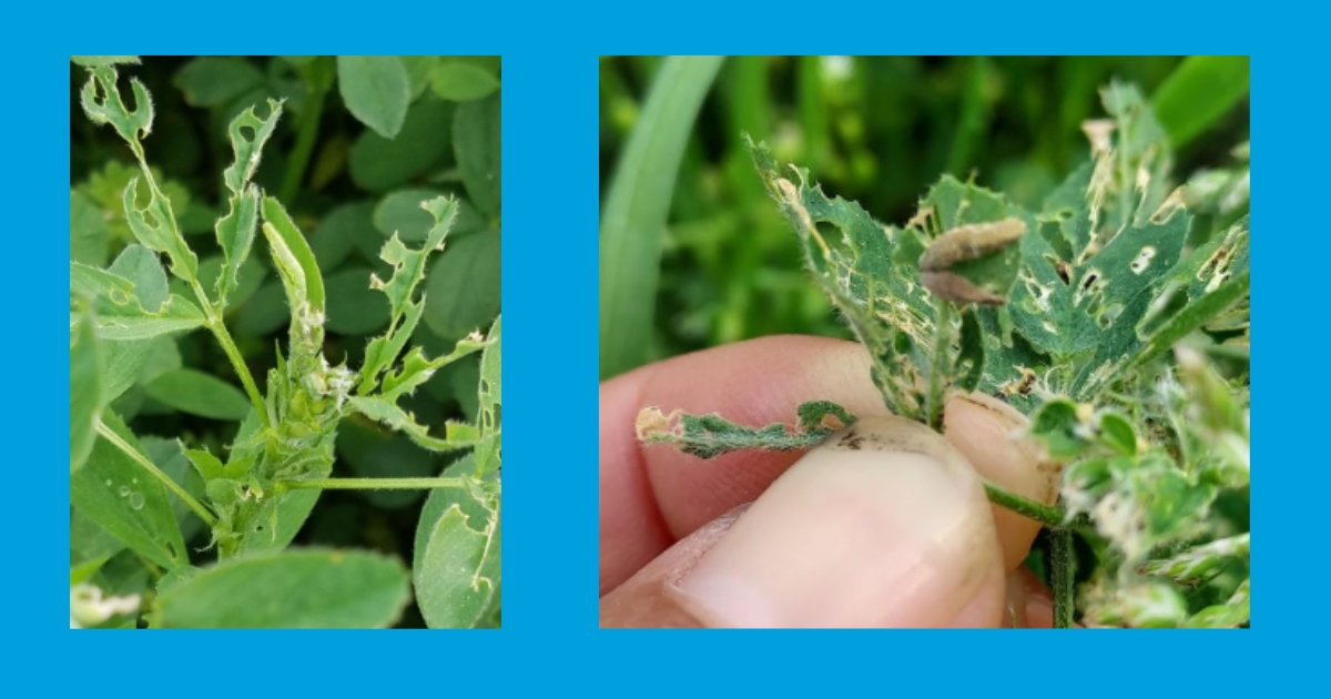 Figure 5. Alfalfa Weevil Damage and Figure 6. A pair of fungal-infected alfalfa weevil larvae, April 24, 2024, Georgetown, DE.
