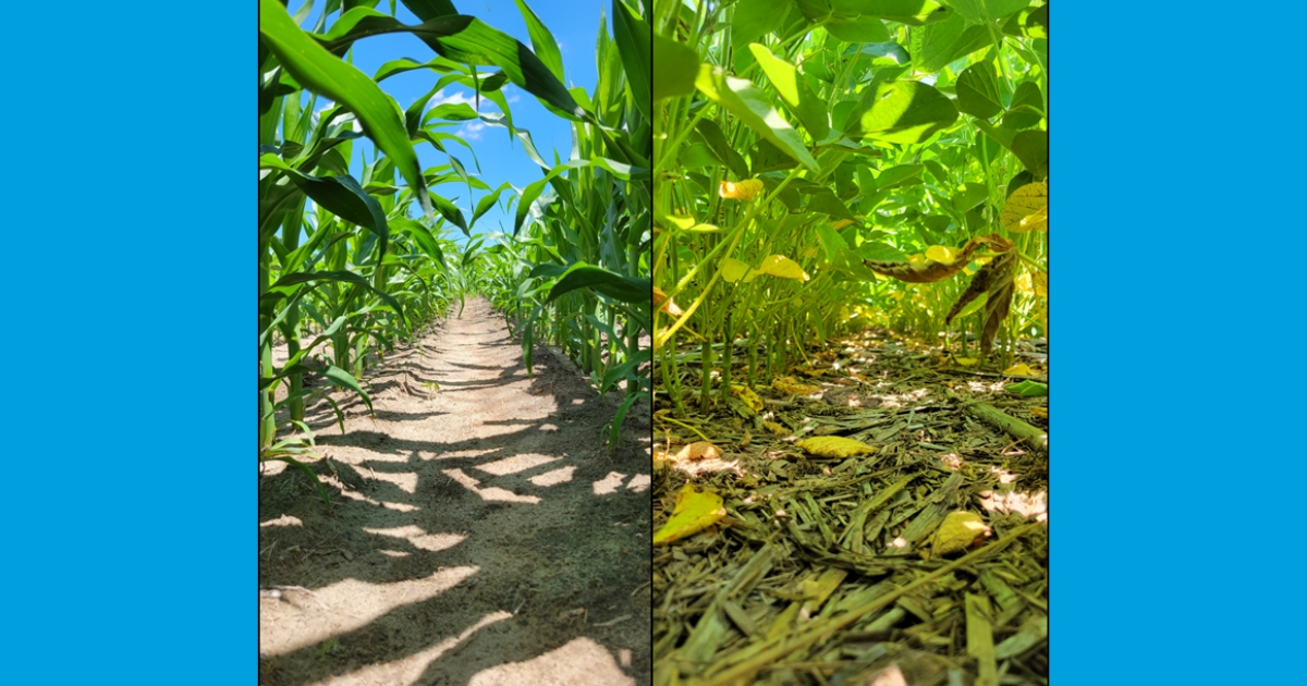 Figure 3: a) More shadows in the foreground occur as the corn closes the canopy, while the background corn is behind in growth stages, and b) a closed soybean canopy completely shades the ground, capturing a majority of sunlight at the top of the plant (photo: Jarrod Miller).