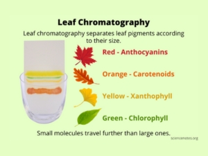 Leaf Chromatography
