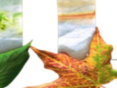 Button for the November 2023 Activity:  Leaf Chromatography! 