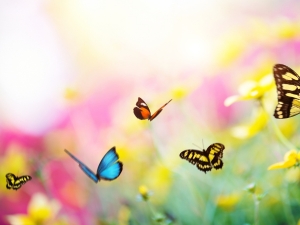 butterflies with flowers