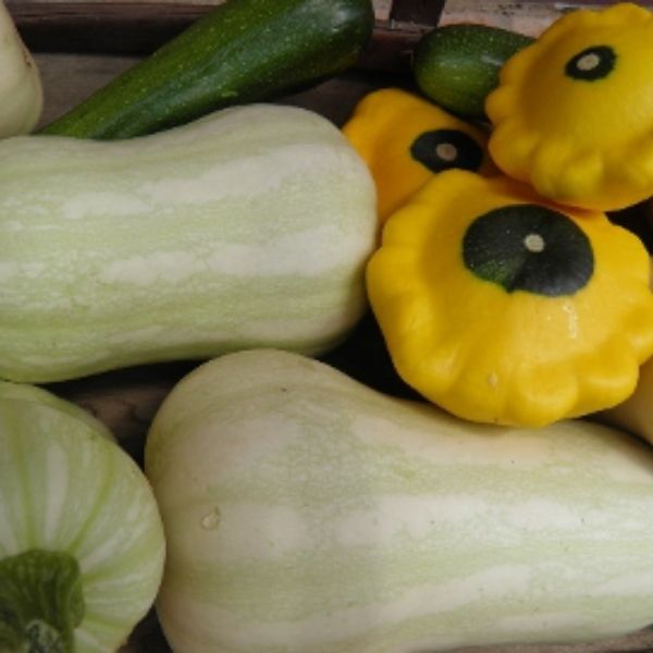 Summer Squash