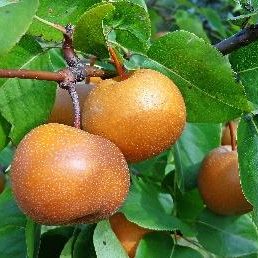 Pears growing on a tree
