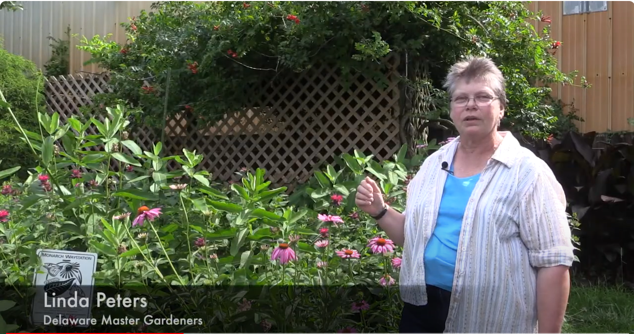 Master Gardener Linda Peters shares her favorite plants to attract pollinators video link