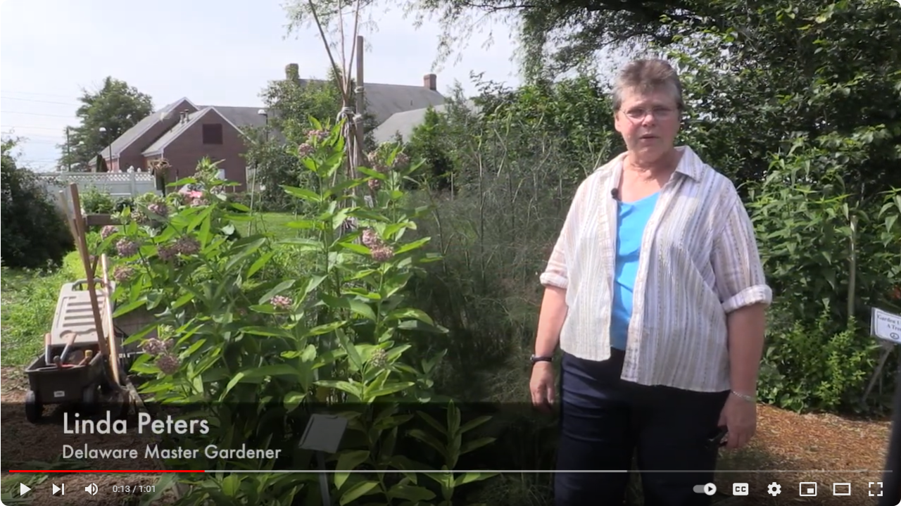 Video for: MG Linda Peters on attracting butterflies to your garden. 