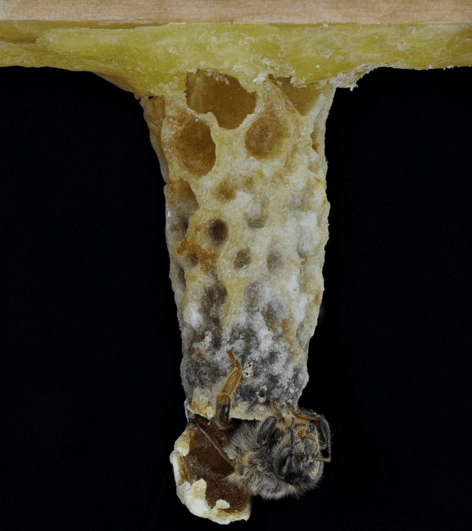 A bee emerging from a brood cell.