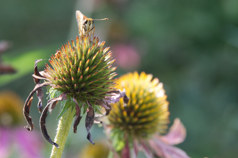 An insect lands on a flower to pollinate
