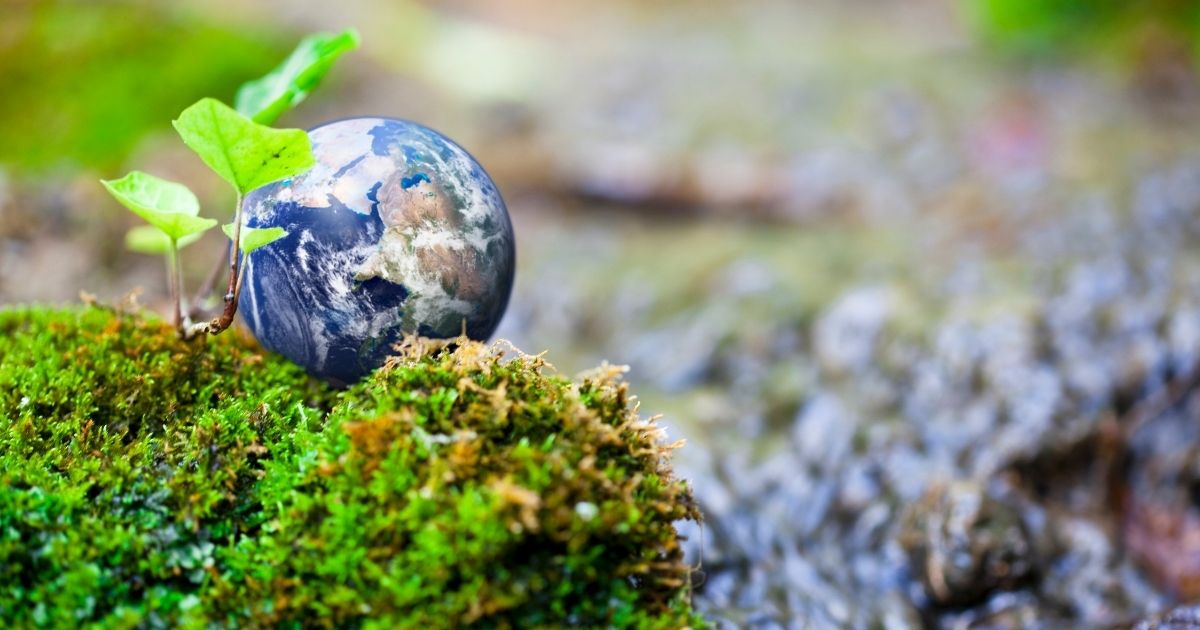 A photo with a globe sitting atop greenery and rocks.