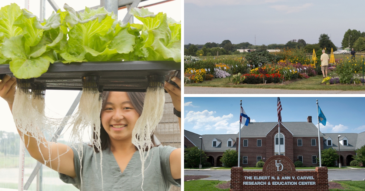 A collage of a student in a hydroponics lab, people visiting the UD Botanic Gardens and the outside of the Carvel Center in Georgetown.