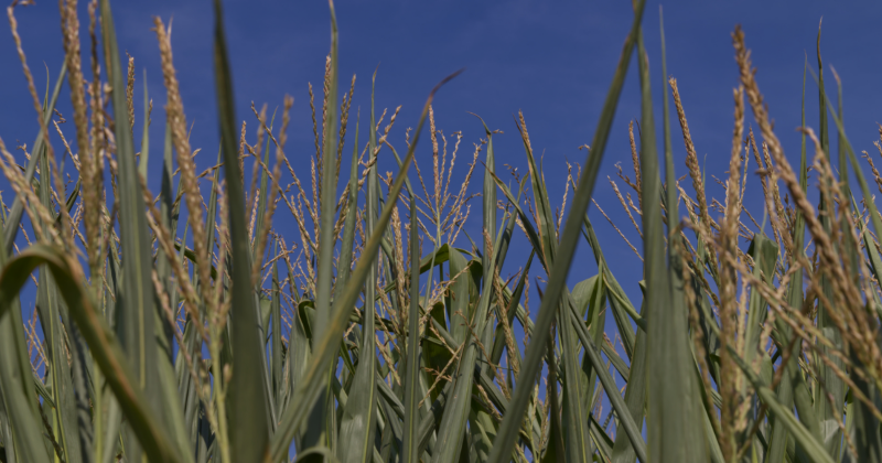 Top stalks of corn in a field with blue sky visible above them