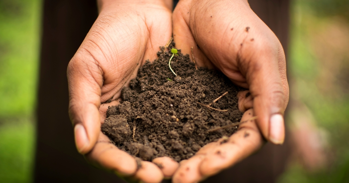 A kid holding soil with a plant sprouting
