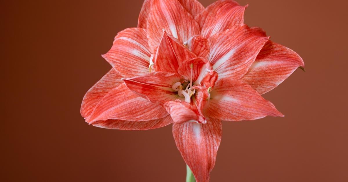A red waxed Amaryllis bloom