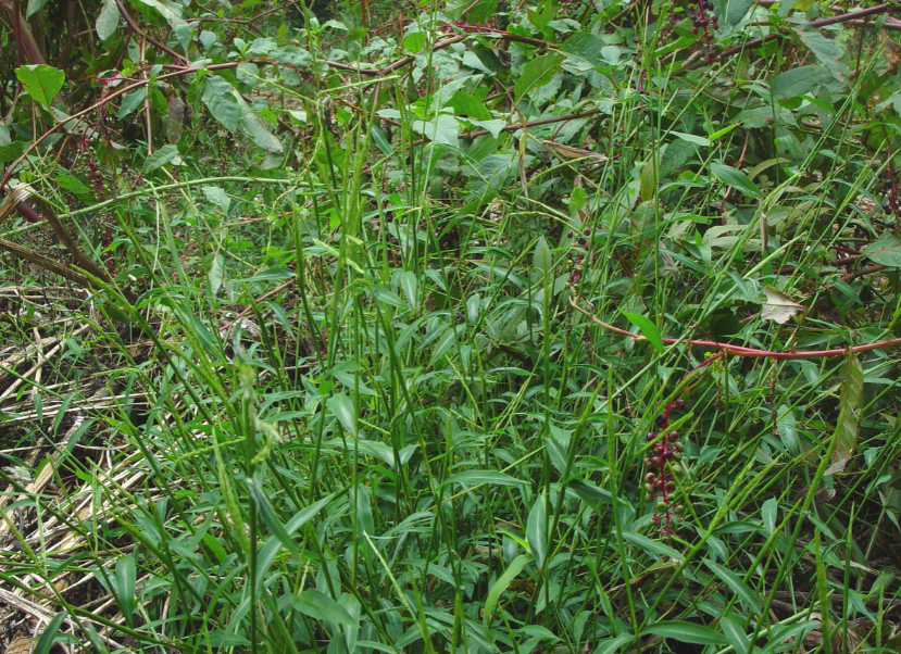 A close up of Japanese stilt grass flowering in the fall.