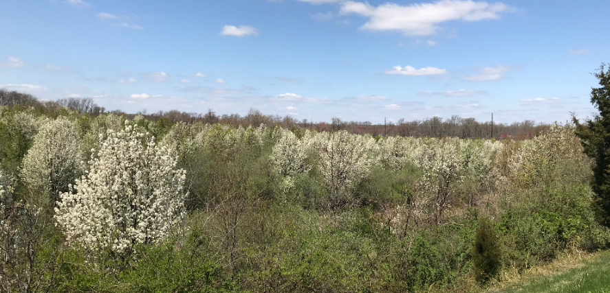 Invasive pears blooming in white along Delaware’s roadside.