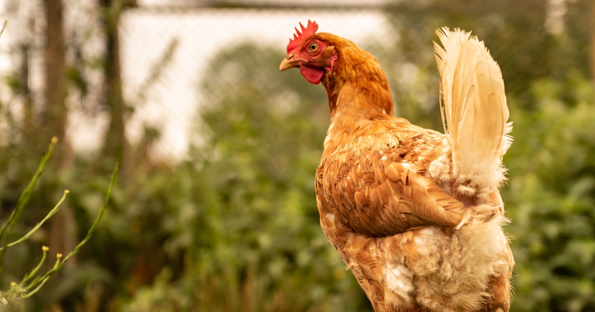 An unidentified chicken breed in a yard.