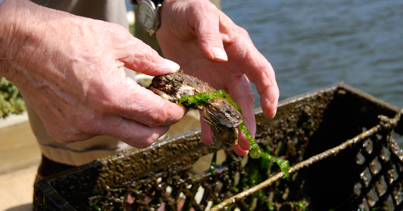 Oyster industry Oyster industry