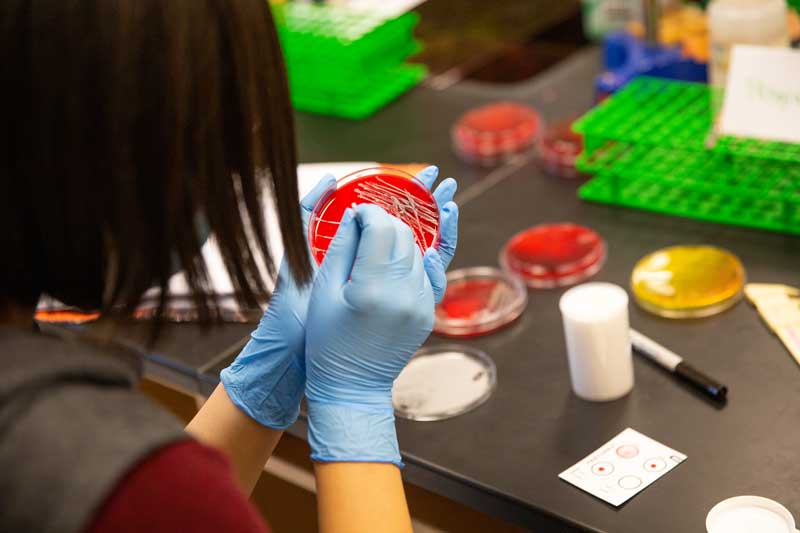 Student working on a petri dish in the lab