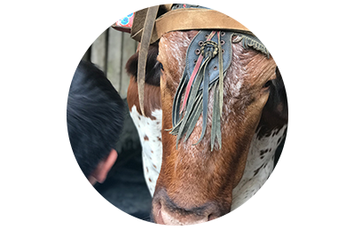 A photo of a cow in a traditional headdress