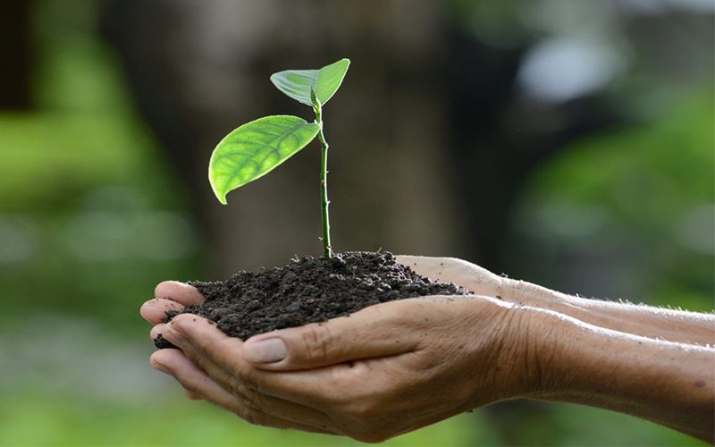 Hands holding a plant growing out of soil.
