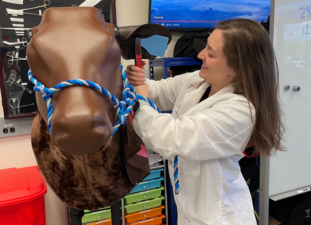 Gloria Andrade works with a cow model as part of a learning excercise.