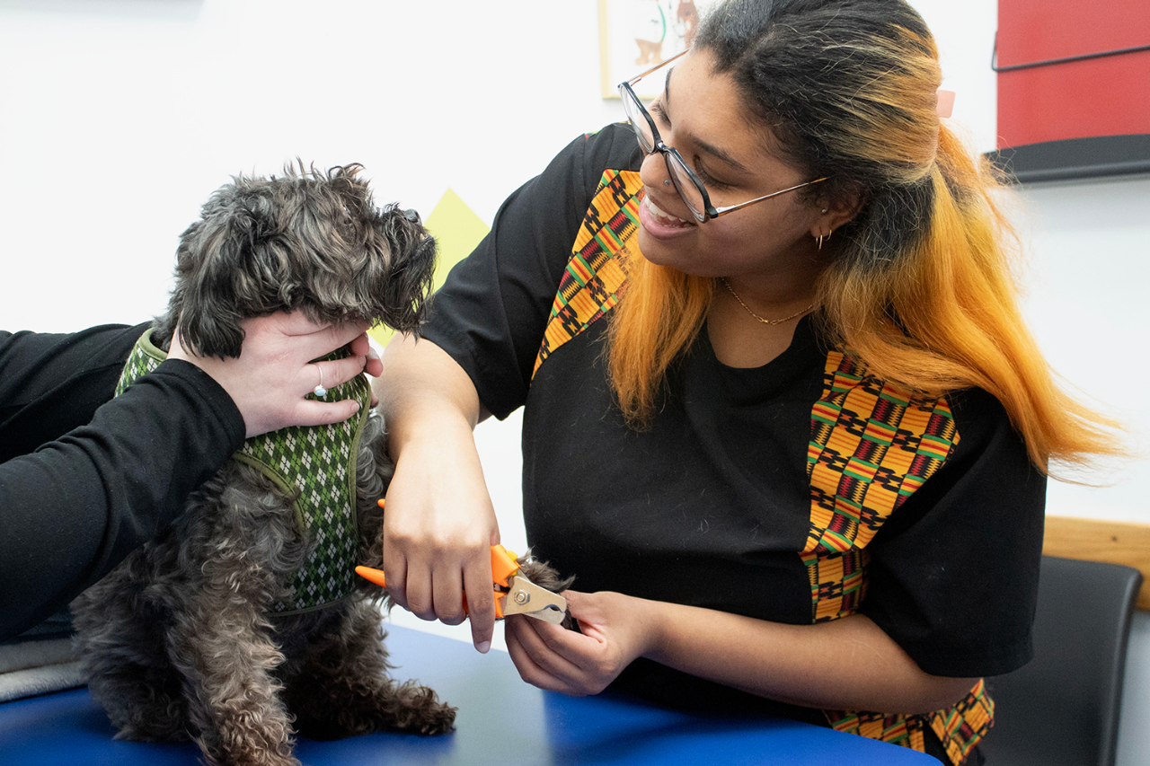 A student performs a health checkup on a small dog.