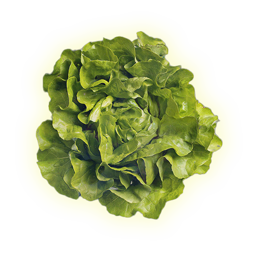 Illustration of a head of lettuce, glowing along its edges.