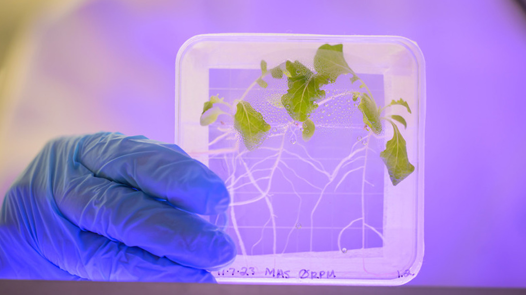 Scientist holding space lettuce.